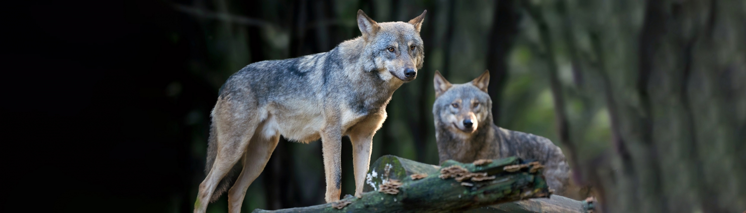 Caza de lobos en Rumania